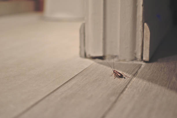 A cockroach on a wooden floor by a doorway.