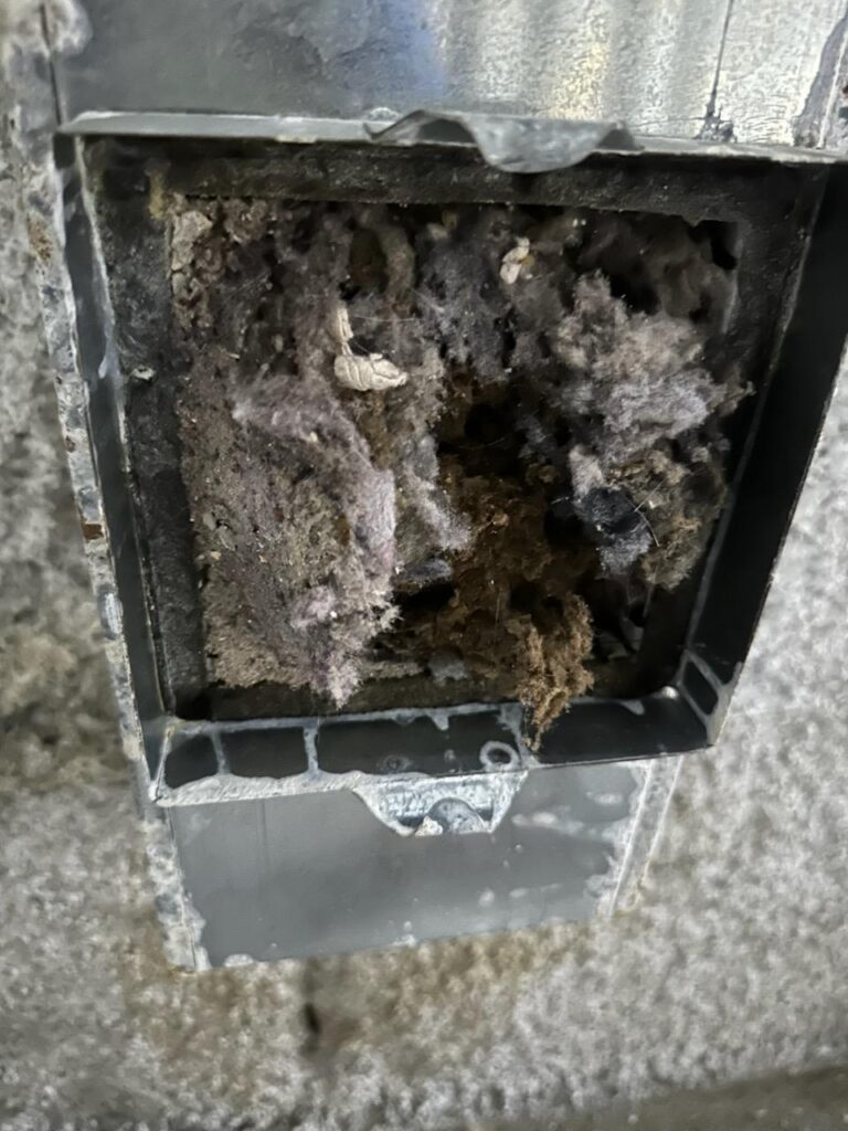 A dirty dryer vent